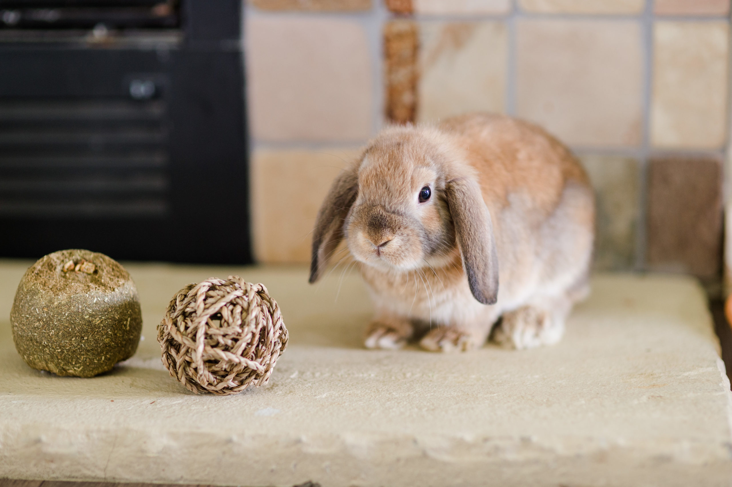 Front Page -AU Poultry Supplies Sales 2024 06.14.22 waffels 1 scaled 1